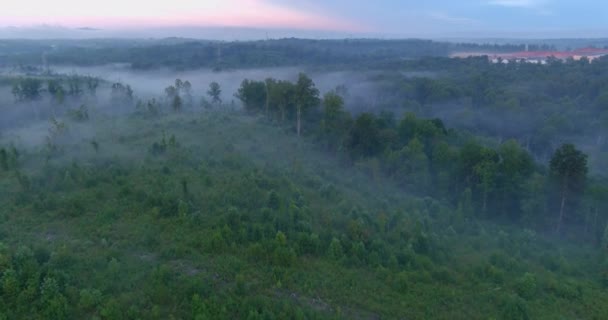 Nebbia Primaverile Abbraccia Delicatamente Gli Alberi Trasformando Paesaggio Familiare Paesaggio — Video Stock