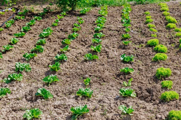 Cultiver Laitue Maison Permet Aux Jardiniers Avoir Approvisionnement Continu Vert — Photo