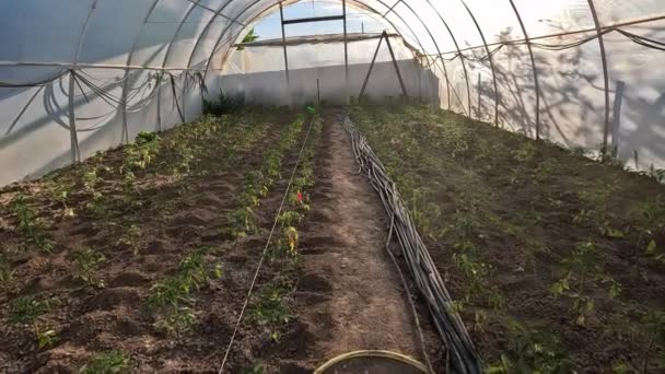 Les Jeunes Plants Tomates Poussent Dans Sol Serre Fur Mesure — Video