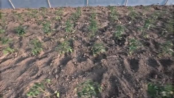 Grandir Jeunes Plants Tomate Dans Sol Serre — Video