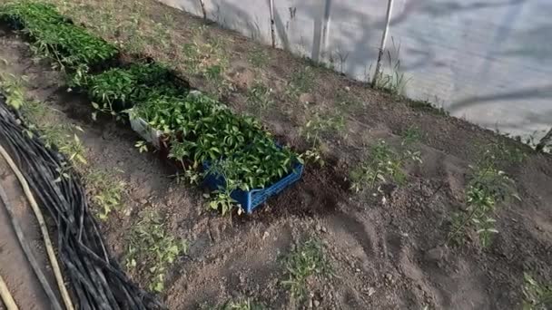 Ogrodnictwo Warzywne Sadzonkami Pieprzu Tacy Przygotować Przeszczepu Szklarni — Wideo stockowe