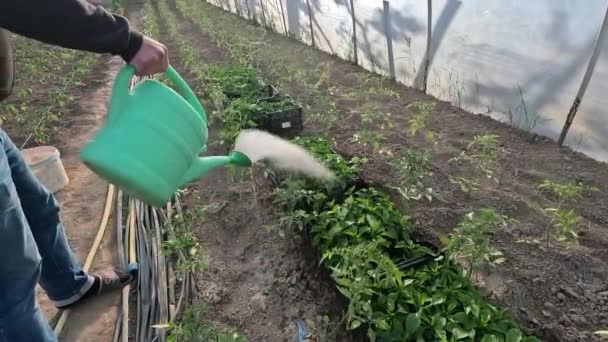 Тепличному Саду Саджанці Поливають Водою Рослини Перцю — стокове відео