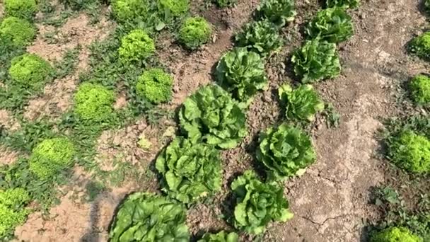 Domácí Zahradničení Poskytuje Příležitost Pro Jednotlivce Spojit Přírodou Získat Hlubší — Stock video