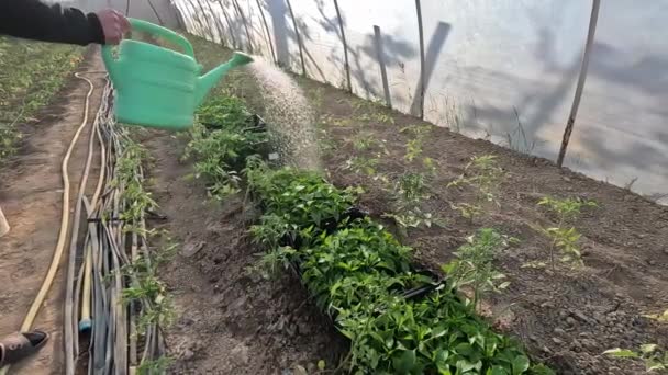 在温室的花园里 西红柿苗正在用浇水罐浇灌 — 图库视频影像
