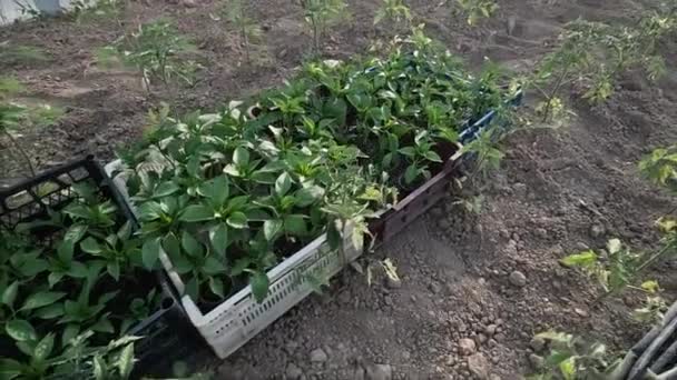 农民检查辣椒幼苗在温室中的质量 — 图库视频影像