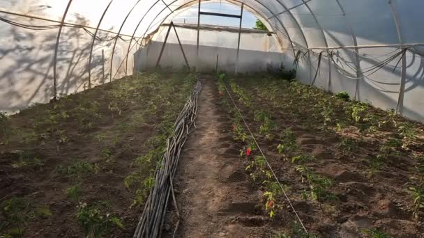 Καλλιεργούνται Πολλά Νεαρά Φυτά Τομάτας Που Φυτεύτηκαν Στο Θερμοκήπιο — Αρχείο Βίντεο