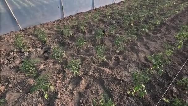 番茄幼苗生长在土壤中的温室 — 图库视频影像