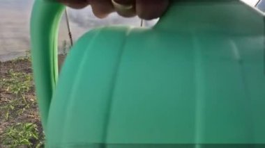 Sulama kabını sera bahçesindeki domatesleri sulamak için kullanıyor.