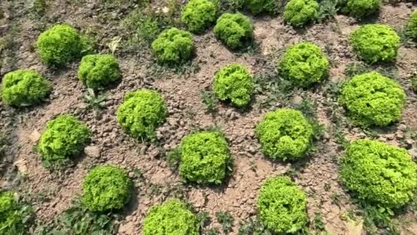 Ekologické Zahrádkářství Salátu Přispívá Snížení Uhlíkové Stopy Spojené Přepravou Zeleniny — Stock video