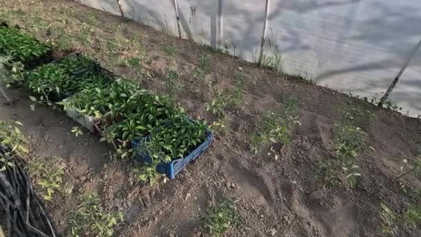 Nawadnianie Puszki Służy Podlewania Sadzonek Papryki Roślin Ogrodzie Szklarniowym — Wideo stockowe