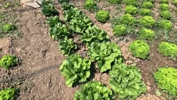 Saláta Termesztése Otthon Lehetővé Teszi Kertészek Számára Hogy Folyamatosan Rendelkezzenek — Stock videók