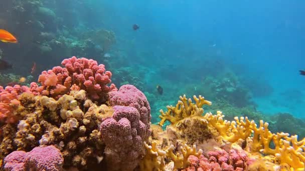 Récif Corallien Prend Vie Avec Une Multitude Poissons Colorés Naviguant — Video