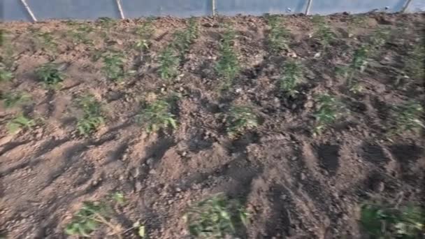 在温室土壤中种植番茄幼苗 — 图库视频影像