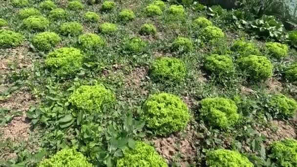 家庭园艺允许对生菜品种进行定制 使园丁能够试验不同的风味 — 图库视频影像