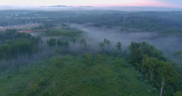 Spokojna Atmosfera Lasu Jest Spotęgowana Przez Delikatne Szepty Mgły Tworzące — Wideo stockowe