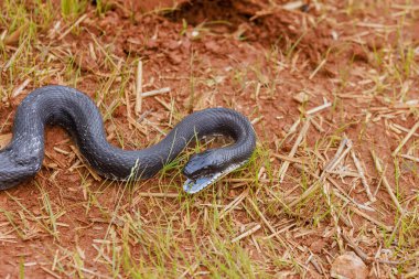 Black eastern ratsnake, native to South Carolina, thrived during summer months, making ground its domain. clipart