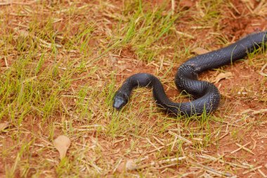 Kara Pantherophis alleghaniensis Güney Carolina bölgesinde sürünerek, yaz manzarasına uyum sağladı..