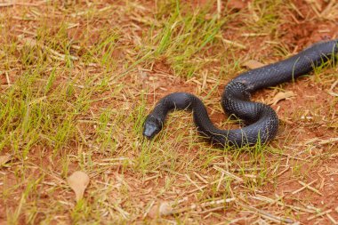 Black Pantherophis alleghaniensis slithered through South Carolina area, blending in with summer landscape. clipart