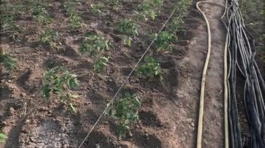 Genç domates tohumları serada toprak yetiştiriyor.