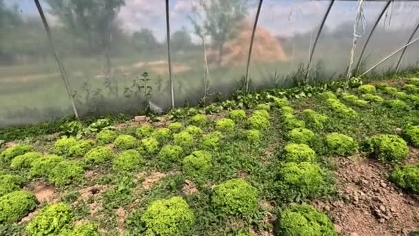 Thuis Tuinieren Stelt Individuen Staat Hun Eigen Biologische Groene Groenten — Stockvideo