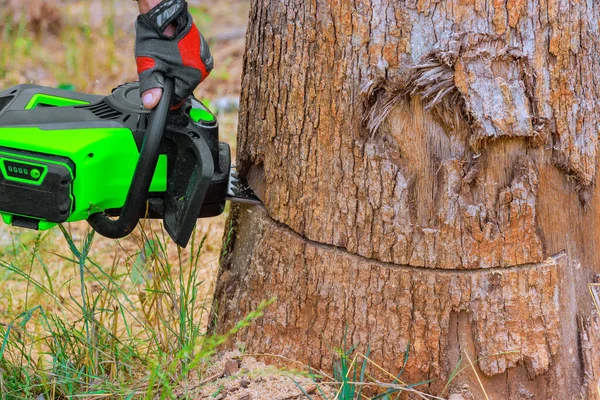 Oduncu tahtayı testereyle keserken talaş rüzgarla yana doğru uçtu.