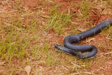 Eastern ratsnake, which was black in color, was seen outdoors in South Carolina region during summer season clipart