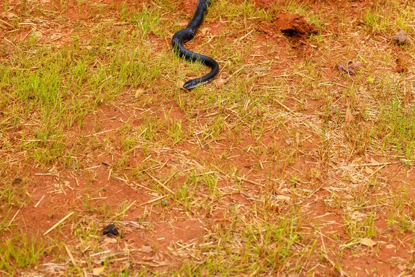 Corpo Escuro Elegante Cobra Ratazana Oriental Era Perfeitamente Adequado Para — Fotografia de Stock