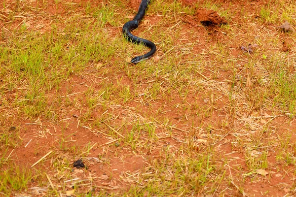 Elegante Cuerpo Oscuro Ratsnake Oriental Era Perfectamente Adecuado Para Hábitat — Foto de Stock