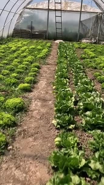 Het Kweken Van Sla Eigen Tuin Zorgt Voor Verse Voedzame — Stockvideo