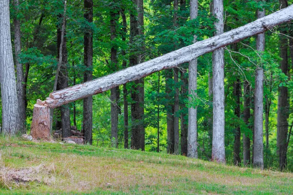 Κατά Διάρκεια Εργασιών Ξυλοκόπων Πτώση Δέντρων Που Έχει Κοπεί — Φωτογραφία Αρχείου