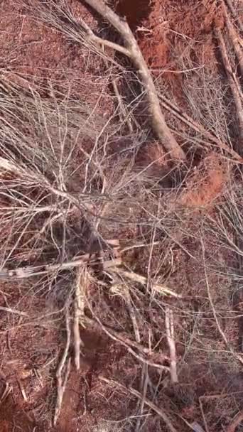 Using Tractor Get Trees Uprooted Workers Prepare Land Construction Removing — Vídeo de Stock