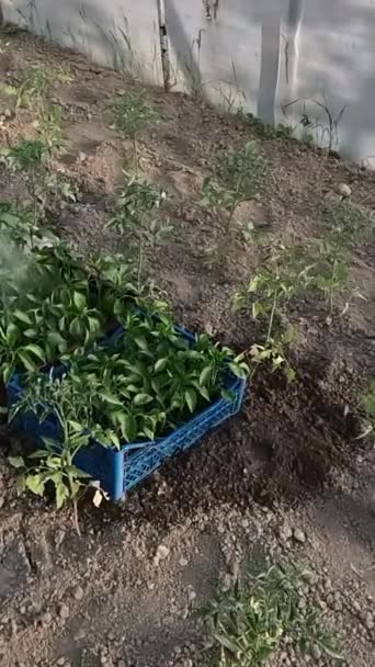 在浇灌罐的帮助下 幼苗辣椒在温室花园中被浇灌 — 图库视频影像