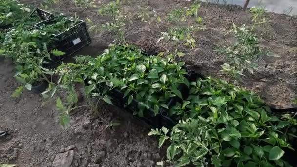 Farmer Checks Quality Pepper Seedlings Greenhouse — Stock Video