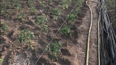 Genç domates tohumları serada toprak yetiştiriyor.