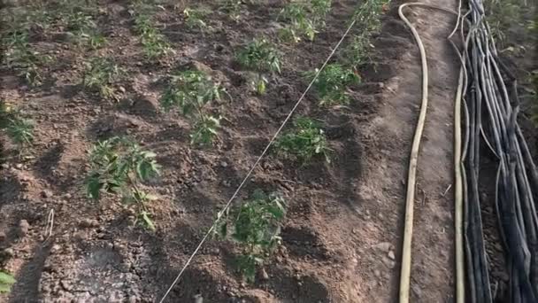 番茄幼苗生长在温室的土壤中 — 图库视频影像