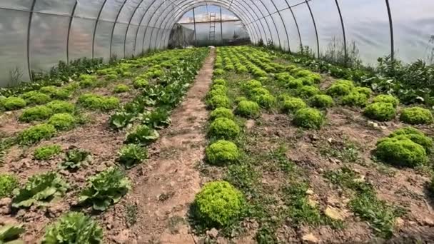 温室有机绿色蔬菜生菜的家庭园艺栽培 — 图库视频影像