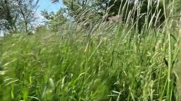 Поле Характеризуется Зеленым Лугом Изобилии Растет Свежая Трава — стоковое видео