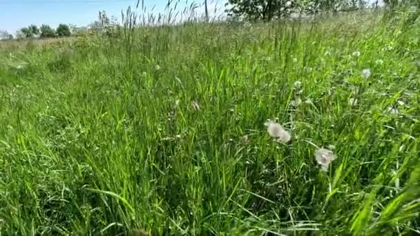 Padang Rumput Hijau Dengan Rumput Segar Adalah Pemandangan Umum Lapangan — Stok Video