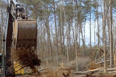 Bir kazı işçisi kullanarak ağaç kökünden sökme işlemi sonucunda orman inşaatı için zemin hazırlandı