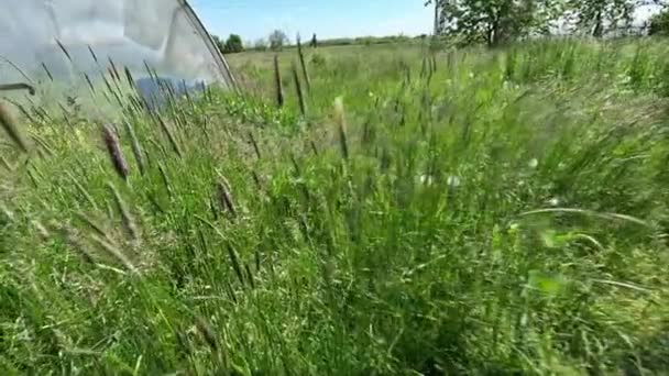 Veld Waar Vers Gras Groeit Groene Weide Rustige Plek — Stockvideo