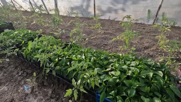 Growing Peppers Tray Transplanting Greenhouse Example Vegetable Gardening — Stock Video
