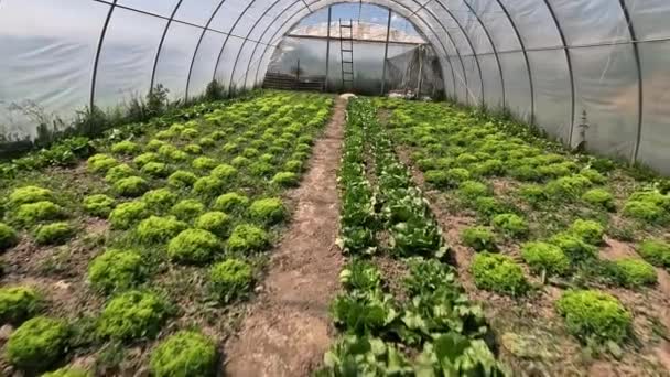 Pěstování Salátu Domácí Zahradě Poskytuje Čerstvý Výživný Zdroj Zeleniny Bez — Stock video