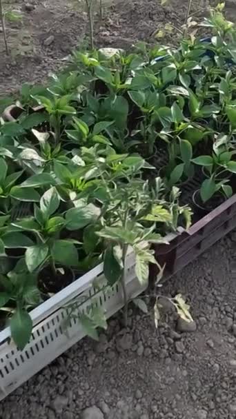 Pepper Seedlings Checked Quality Greenhouse Farmer — Stock Video