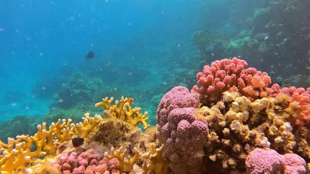 水中シーンでは サンゴ礁のサンゴコロニーを優雅に泳ぐ様々な活気ある魚を観察することができます — ストック動画