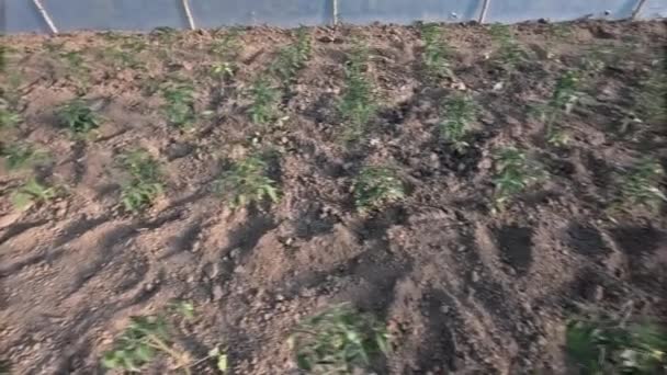 Growing Young Tomato Seedlings Soil Greenhouse — Stock Video