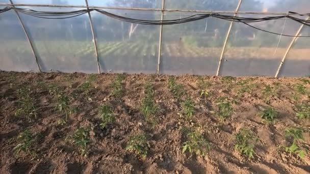 Young Tomato Seedlings Growing Soil Greenhouse — Stock Video