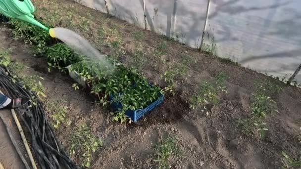 在浇灌罐的帮助下 幼苗辣椒在温室花园中被浇灌 — 图库视频影像