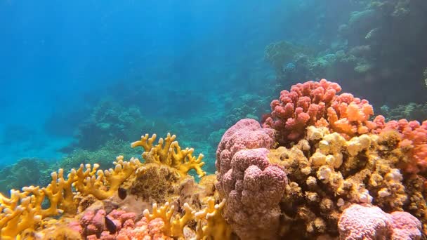 Unterwasserszene Zeigt Faszinierende Darstellung Bunter Fische Die Zwischen Korallenkolonien Riff — Stockvideo