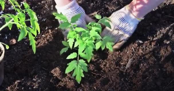 Farmer Gardening Organic Garden Young Plants Tomato Seedling — Stock Video