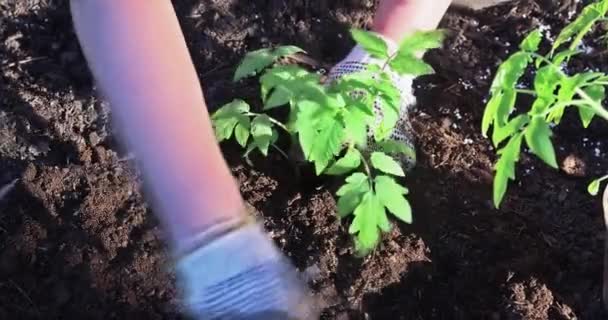 Farmer Gardening Young Plants Tomato Seedlings Organic Ground — Stock Video